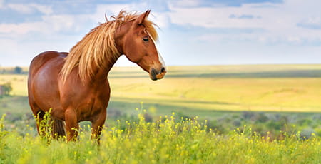 Pferd steht auf der Weide und ein Blick in die Weite