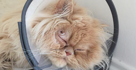 Katze nach der Operation mit Halskragen und Knopf am Auge