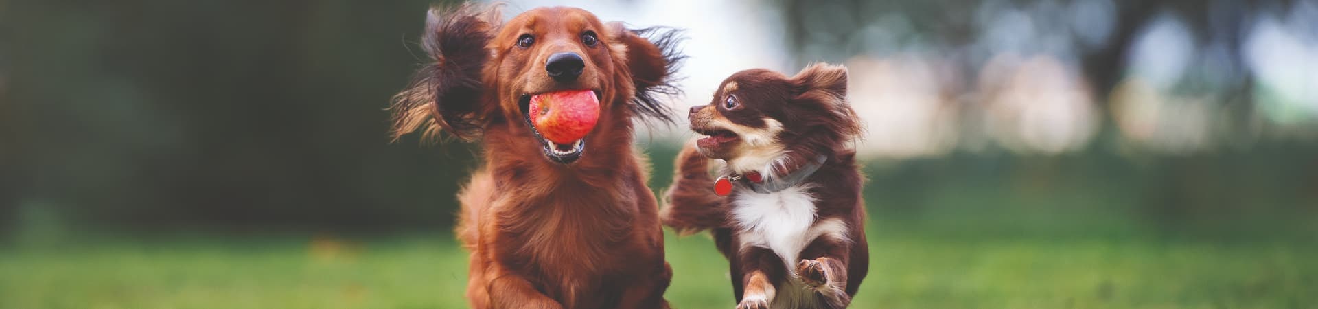 Zwei Hunde rennen über die Wiese mit einem Apfel