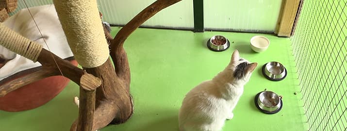 Weiße Katze sitzt im Katzenhaus
