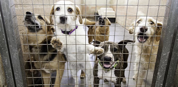 Fünf Hunde stehen in einer Box vor Gittern und wollen raus