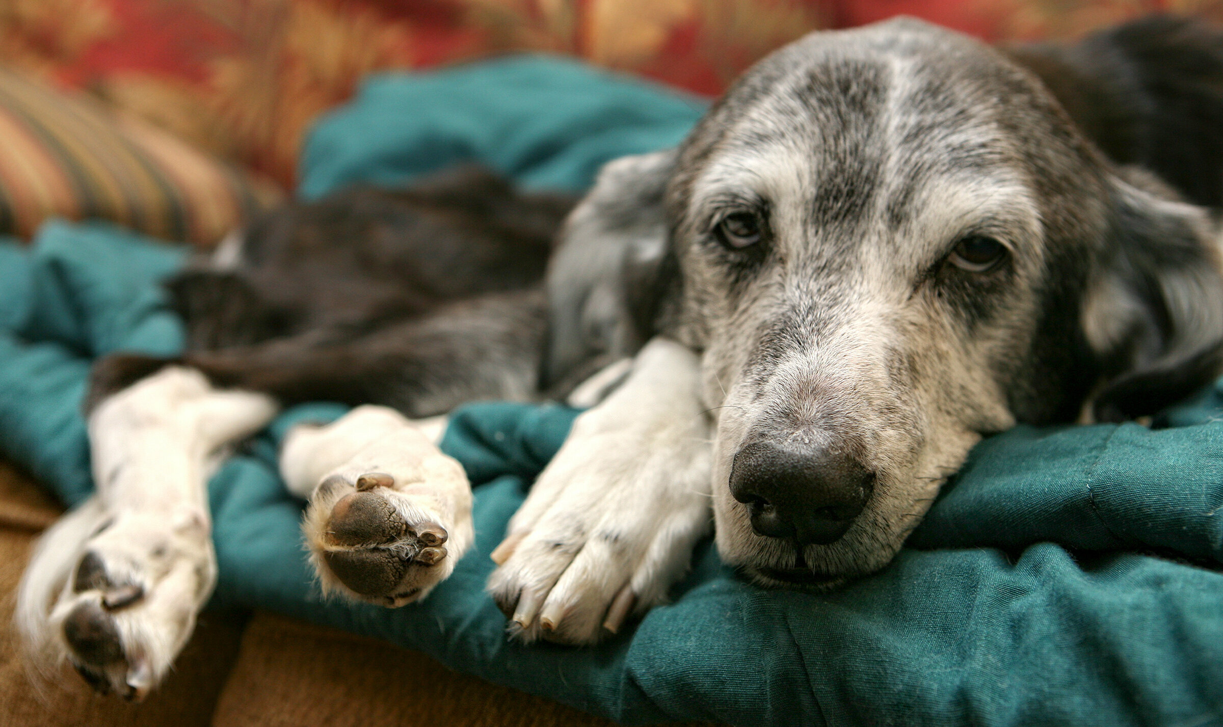 Kranker Hund liegt auf der Couch