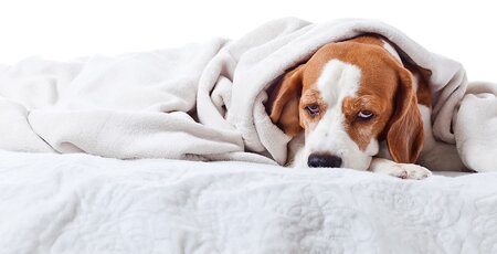 Hund liegt auf dem Bett unter einer Decke und schläft