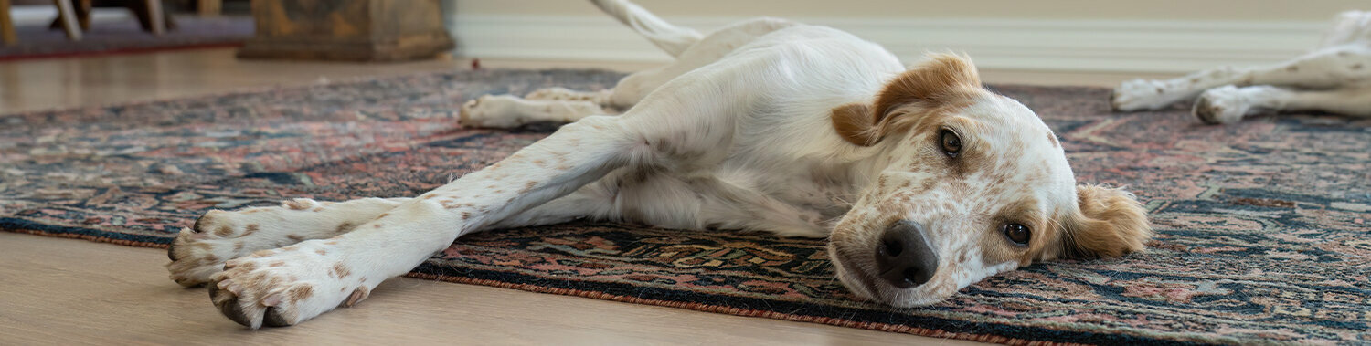 Hund mit Schlappohren liegt auf dem Teppich