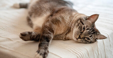 Pankreatitis bei Katzen erkennen