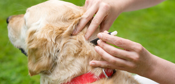 Zeckenbefall beim Hund Zeckenbefall beim Hund