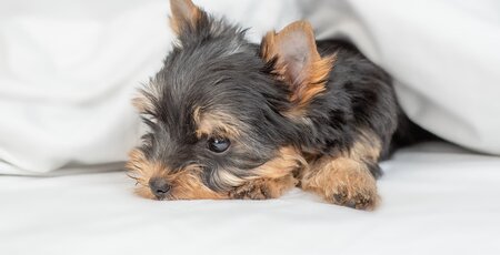 Kleiner Hund liegt auf dem Bett unter der Decke und schläft