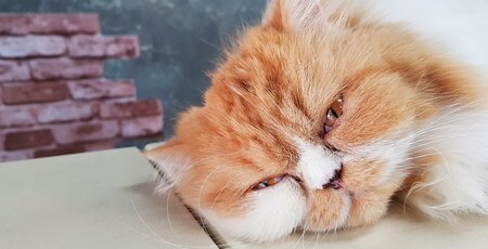 Rot-weiße Perser-Katze liegt mit dem Kopf auf Steinen und guckt in die Kamera