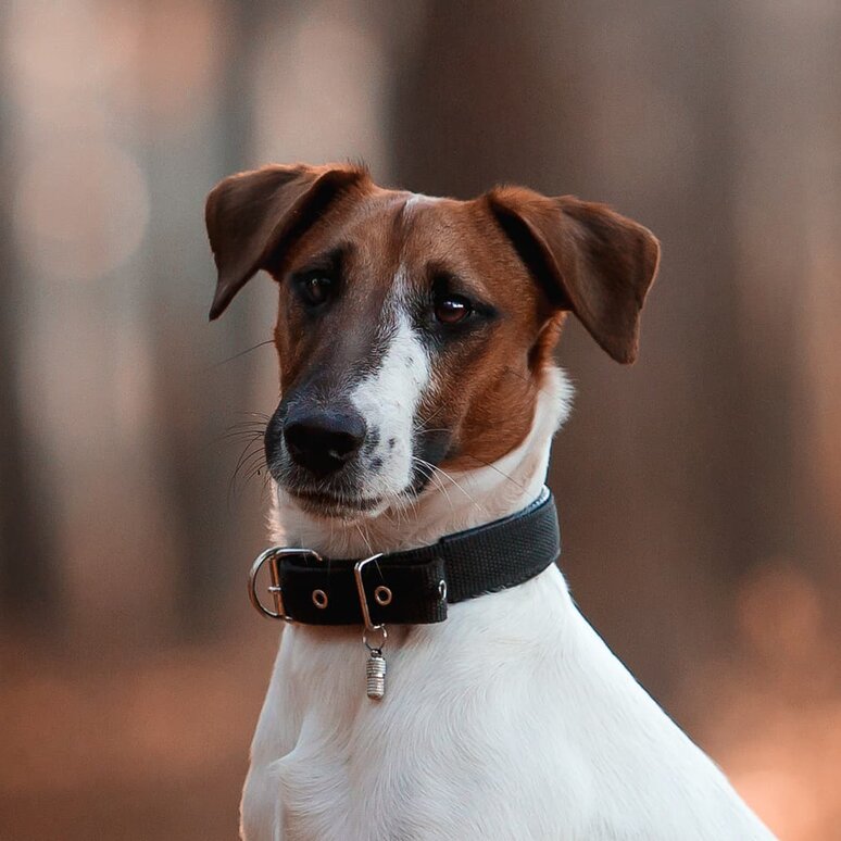 Foxterrier Smooth