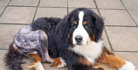 Berner Sennenhund liegt auf Platten und hat den rechten Hinterlauf geschoren