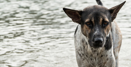 Mischling läuft durch einen See und guckt traurig