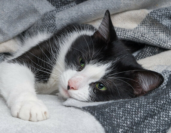 Schwarz weiße Katze eingekuschelt in einer Decke