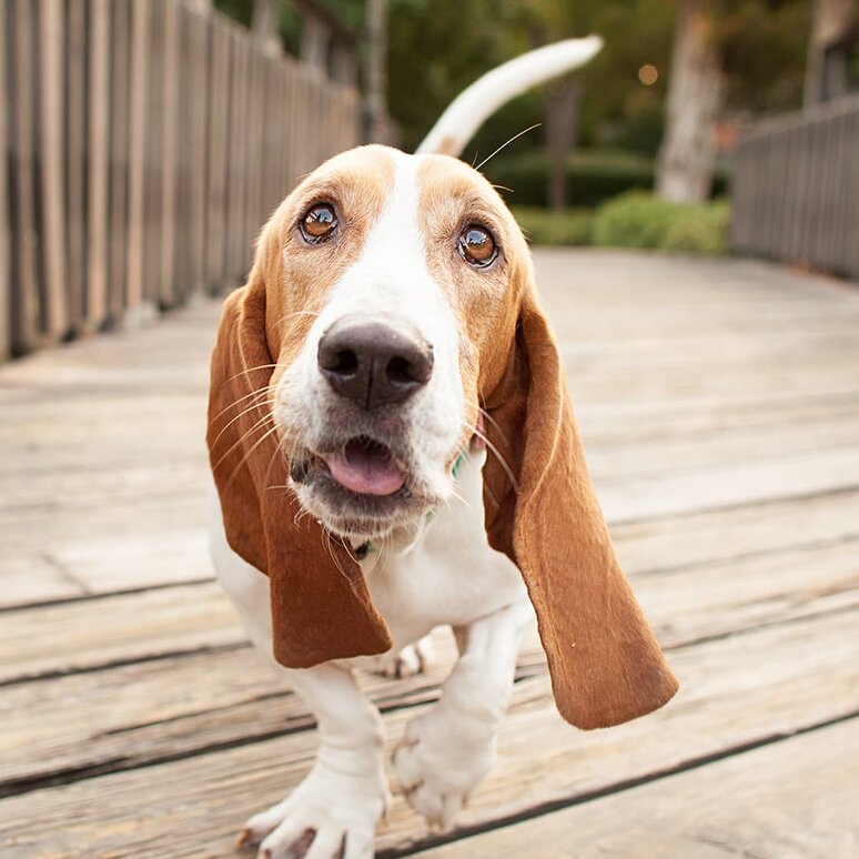 Basset Hound