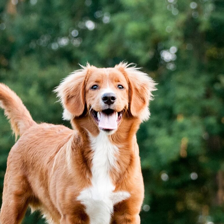 Nova Scotia Duck Tolling Retriever