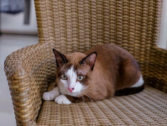 Symptome für Katzenallergien richtig deuten Braune Katze liegt auf einem Stuhl aus Stroh