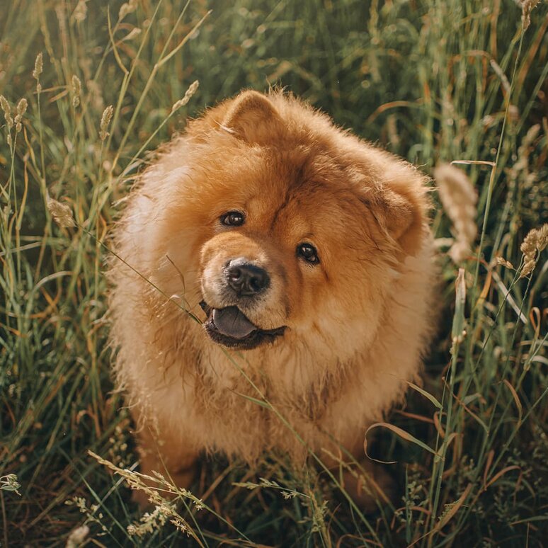 Chow-Chow