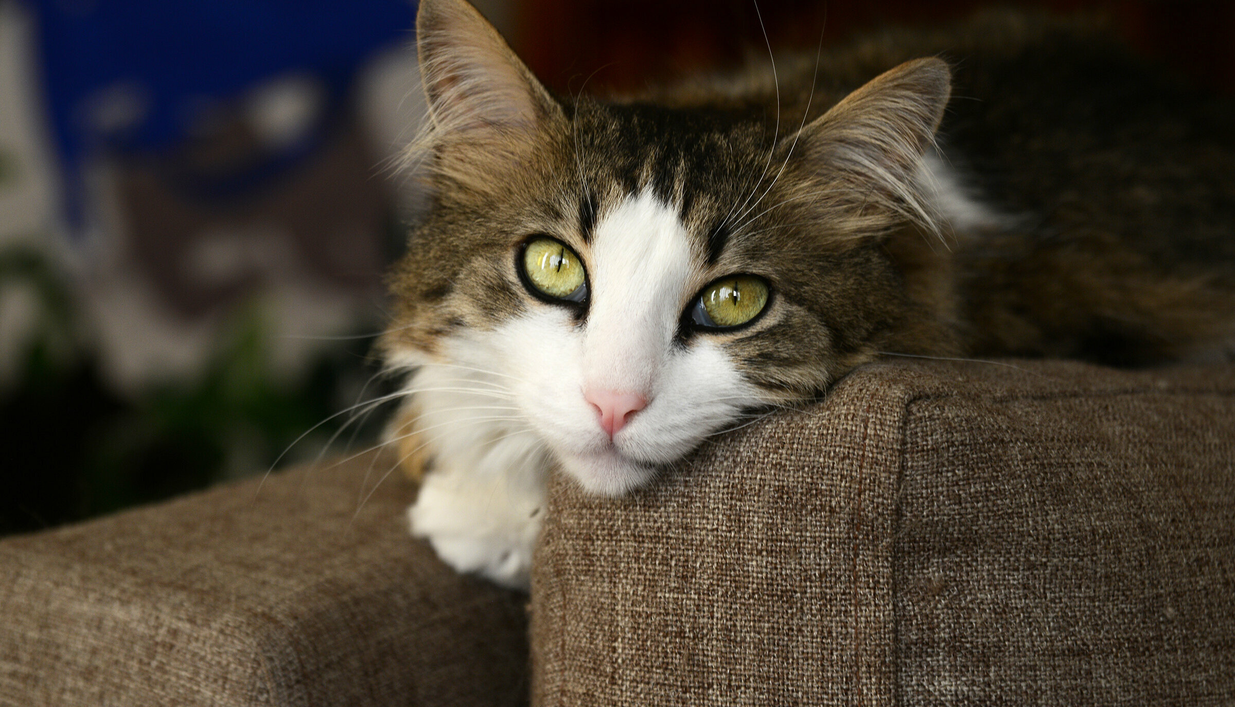 Katze mit weißer Schnauze liegt auf dem Sofa