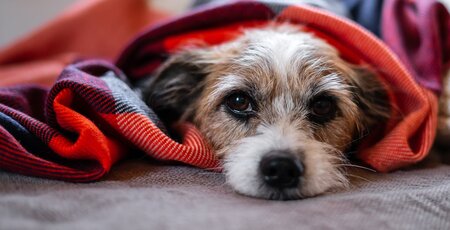 Hund liegt unter einer Decke und guckt traurig