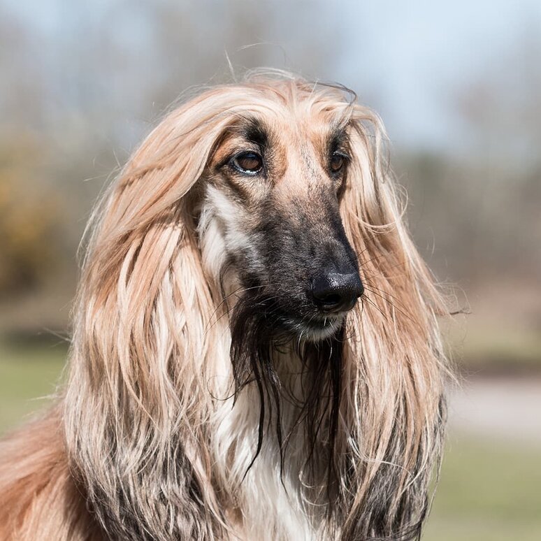 Afghanischer Windhund