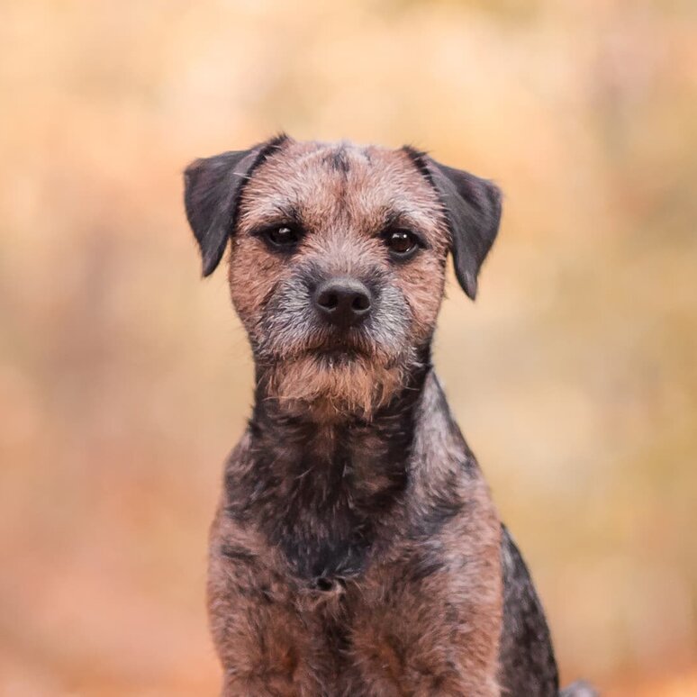 Border Terrier