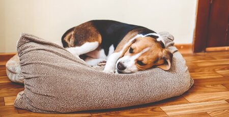 Hund liegt auf einem Kissen