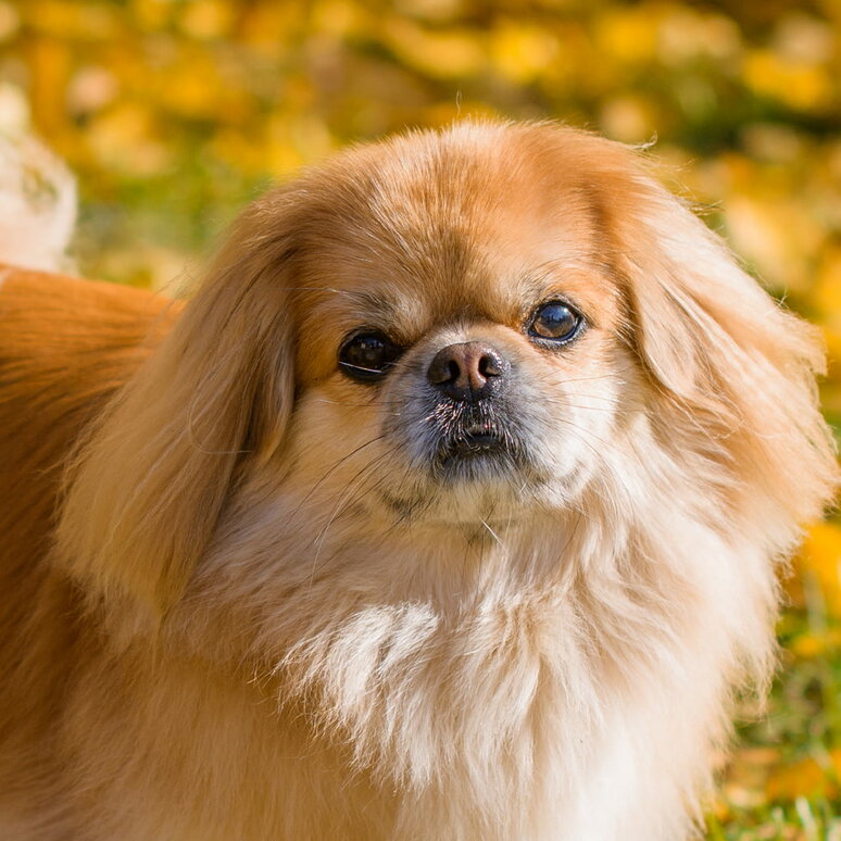 Pekingese