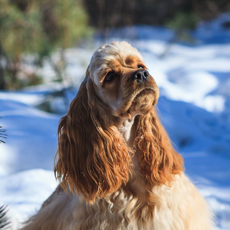 American Cocker Spaniel