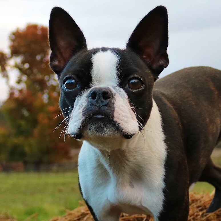 Boston Terrier