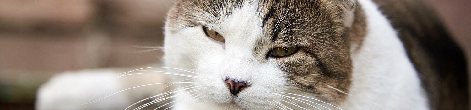 Was hilft bei einer allergischen Katz Weiß braune Katze mit halb geschlossenen Augen