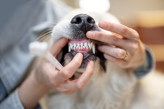 Hund hat Zahnprobleme Person hält das Maul eines Hundes so dass man die Zähne sieht
