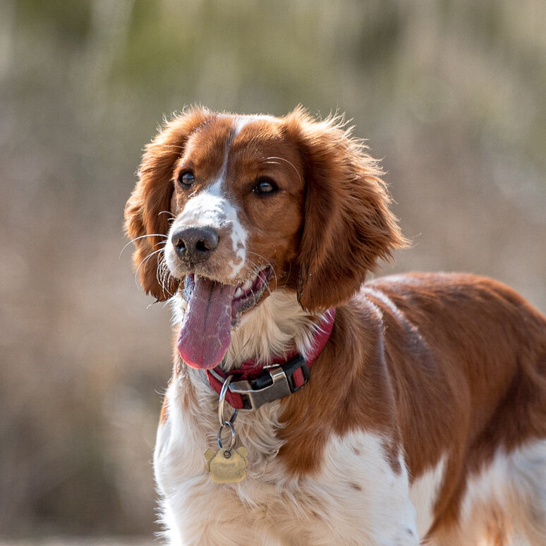 Welsh Springer Spaniel