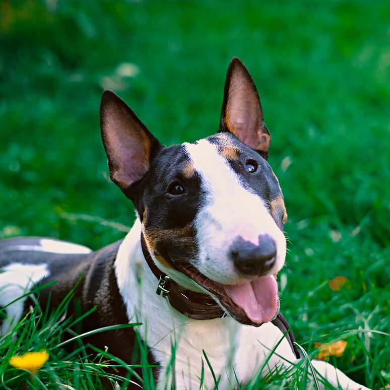 Miniature Bull Terrier