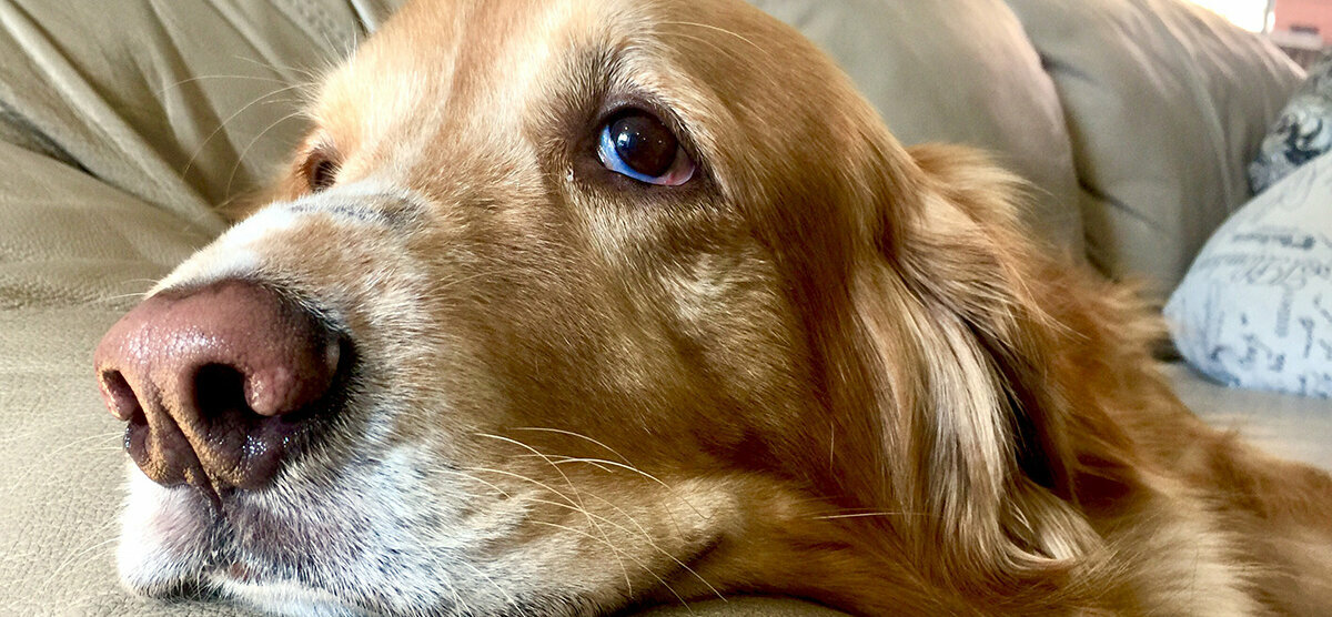 Tumordiagnose beim Hund: Und jetzt? Hund liegt auf der Couch und schaut traurig nach oben