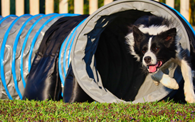Border Collie rennt durch einen Sacktunnel