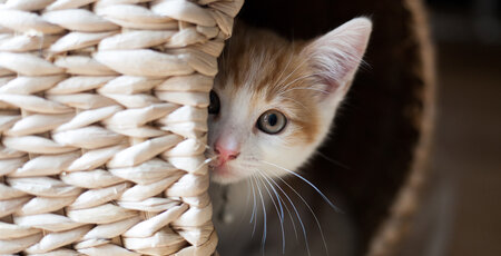 Kleine weiße Katze schaut aus einem Korb heraus