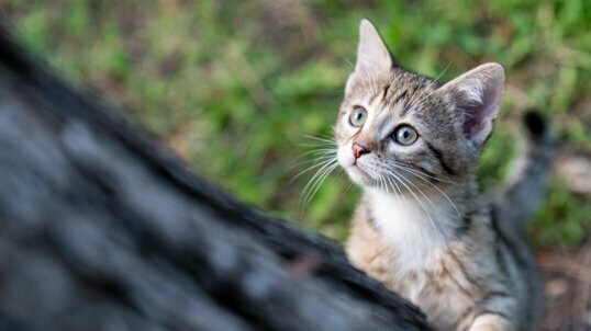 Hautpilz (Dermatophytose) bei Katzen Hautpilz (Dermatophytose) bei Katzen