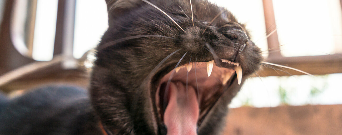 Zahnprobleme bei Katzen Zahnprobleme bei Katzen