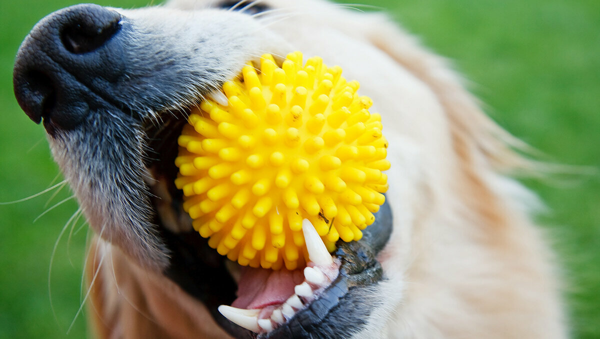 Parodontitis beim Hund Hund kaut auf einem gelben Ball mit Noppen.