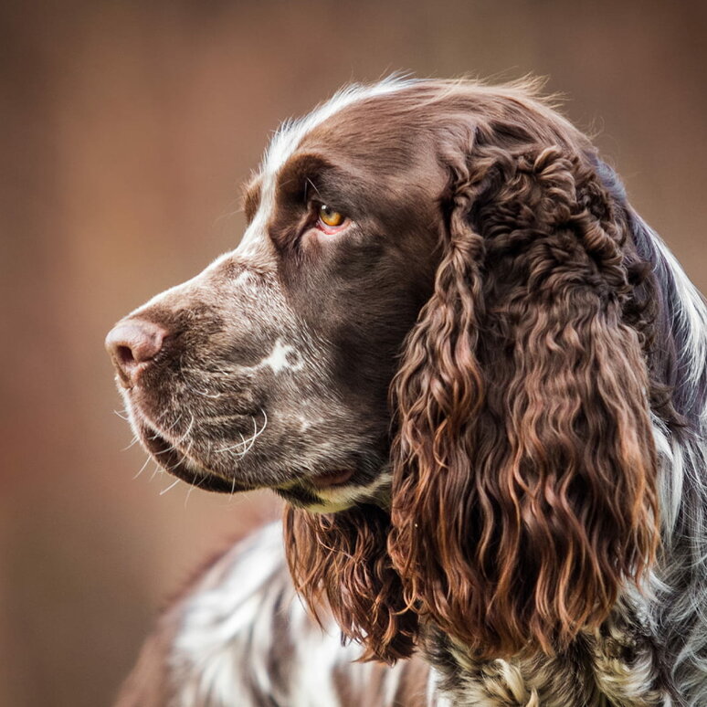 English Springer Spaniel