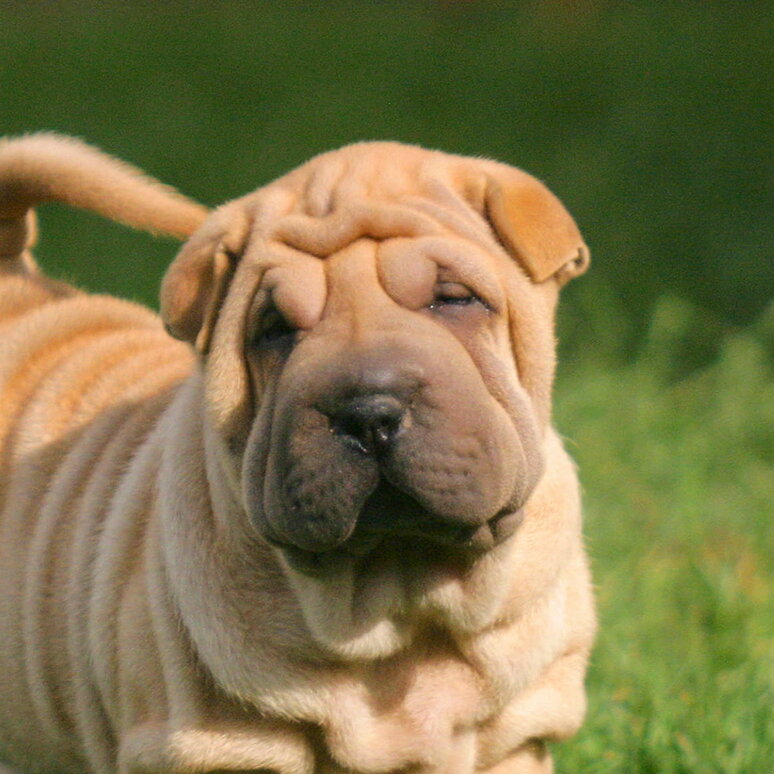 Shar-Pei