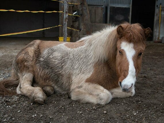 Was hilft bei fauligem Hufgeruch? Junges Pferd mit langer Mähne liegt auf dem Boden