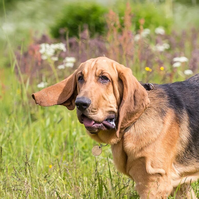 Bloodhound