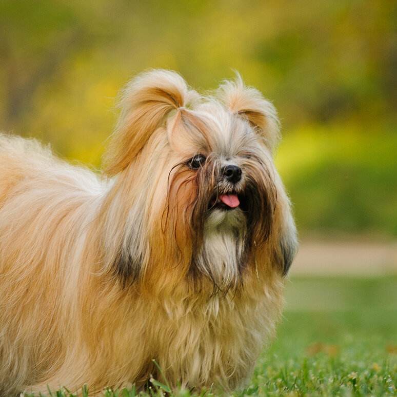 Shih Tzu