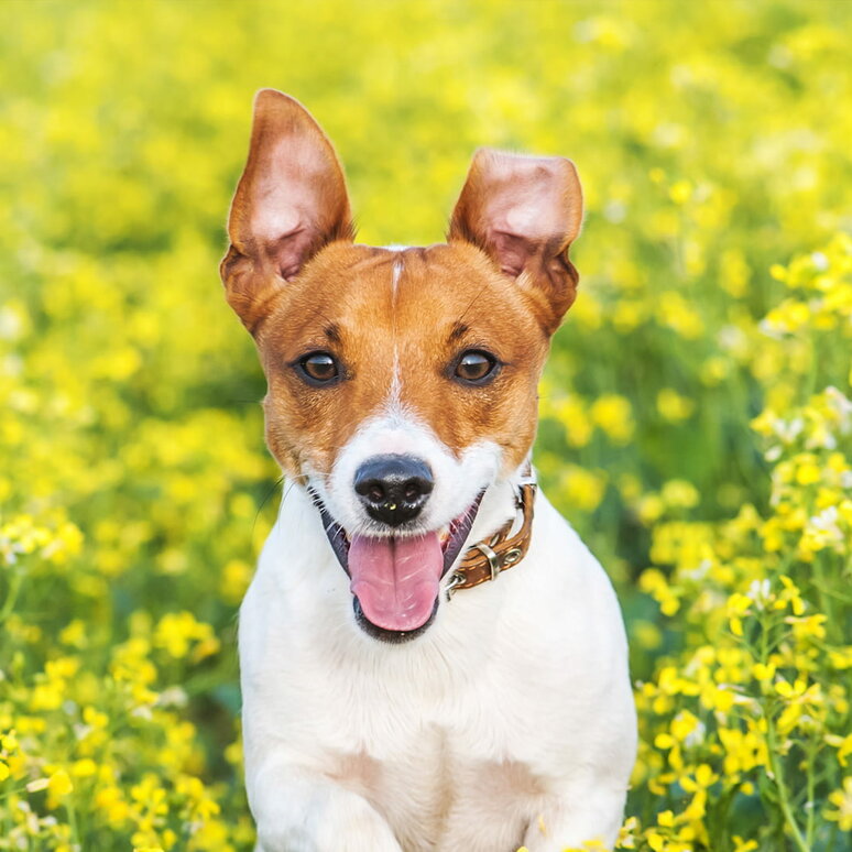 Jack Russell Terrier