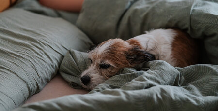 Hund liegt im Bett auf einer Decke
