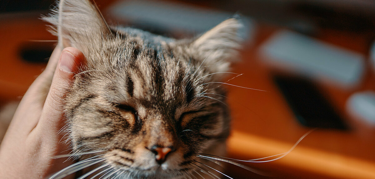 Was tun bei entzündeten Ohren bei Katzen? Katze wird hinter den Ohren gekrault