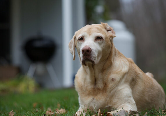 Symptome für Tumore beim Hund frühzeitig erkennen Hund liegt auf einer Wiese