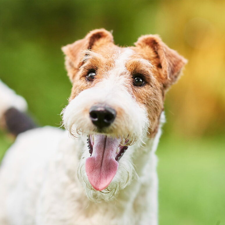 Foxterrier Wire