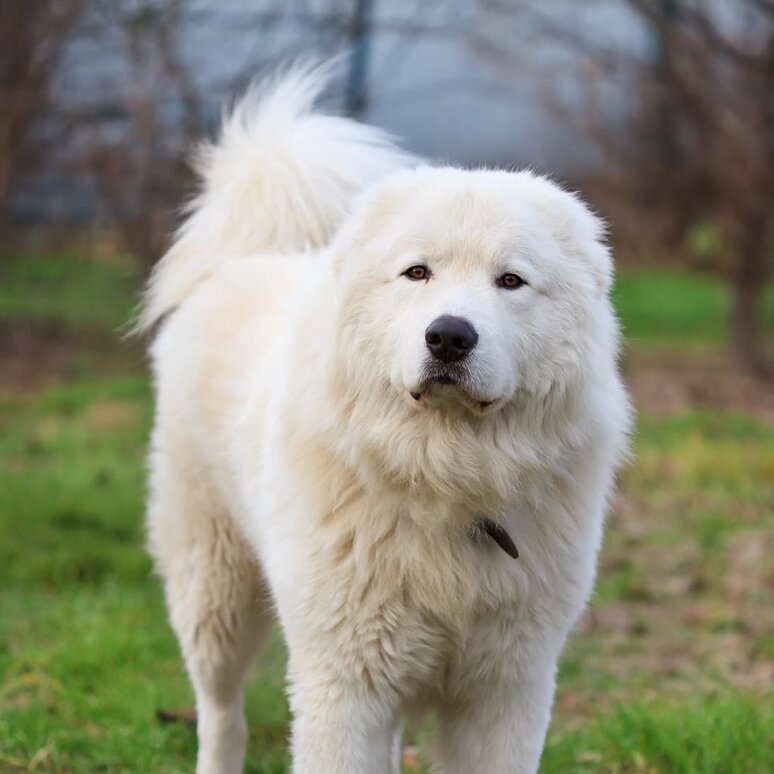 Maremmen-Abruzzen-Schäferhund