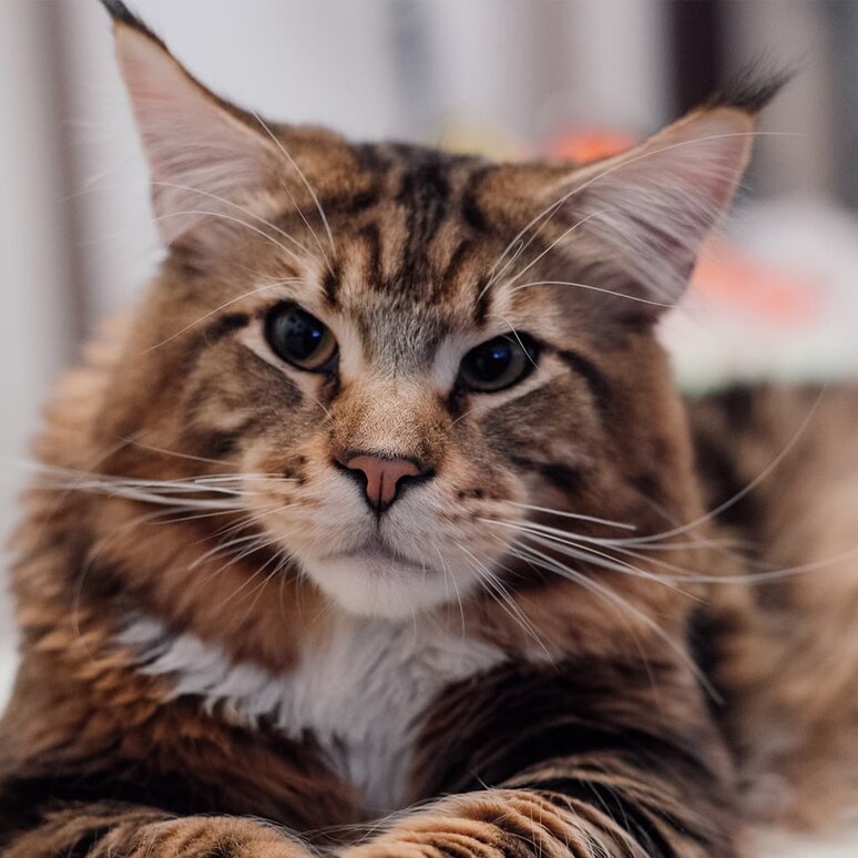 Maine-Coon-Katze